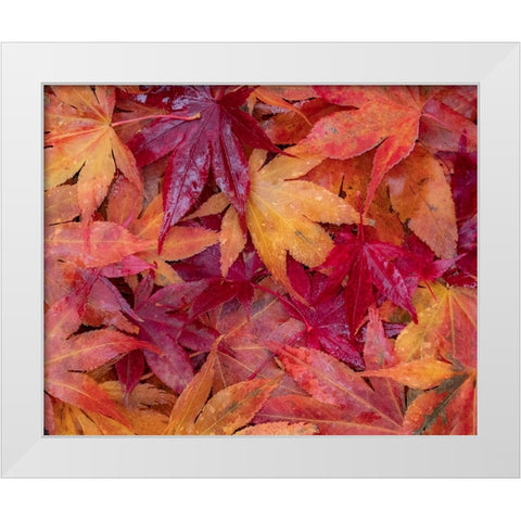 USA-Washington State-Pacific Northwest-Sammamish and red Japanese Maple leaves fallen on ground White Modern Wood Framed Art Print by Gulin, Sylvia