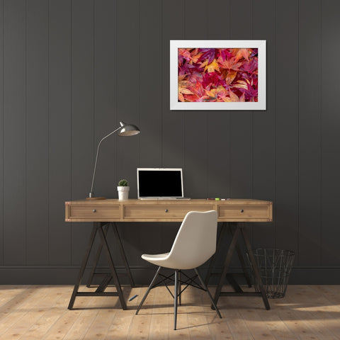 USA-Washington State-Pacific Northwest-Sammamish and red Japanese Maple leaves fallen on ground White Modern Wood Framed Art Print by Gulin, Sylvia