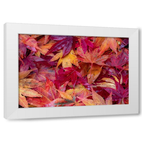 USA-Washington State-Pacific Northwest-Sammamish and red Japanese Maple leaves fallen on ground White Modern Wood Framed Art Print by Gulin, Sylvia