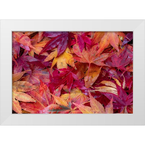 USA-Washington State-Pacific Northwest-Sammamish and red Japanese Maple leaves fallen on ground White Modern Wood Framed Art Print by Gulin, Sylvia