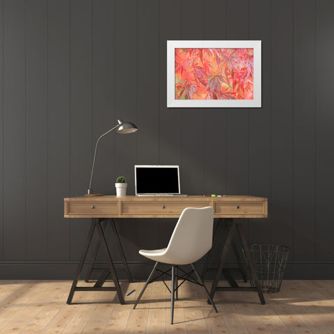 USA-Washington State-Pacific Northwest-Sammamish and red Japanese Maple leaves with dewdrops White Modern Wood Framed Art Print by Gulin, Sylvia