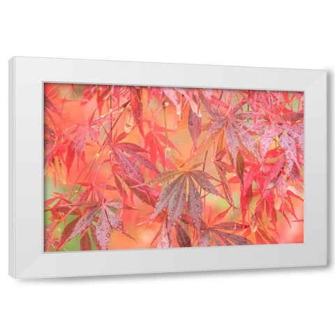 USA-Washington State-Pacific Northwest-Sammamish and red Japanese Maple leaves with dewdrops White Modern Wood Framed Art Print by Gulin, Sylvia