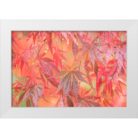 USA-Washington State-Pacific Northwest-Sammamish and red Japanese Maple leaves with dewdrops White Modern Wood Framed Art Print by Gulin, Sylvia