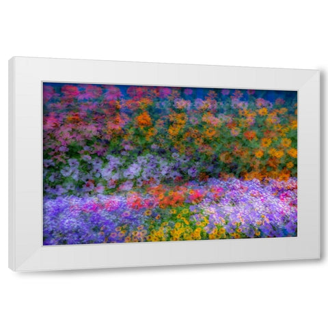 USA-Washington State-Pacific Northwest-Sammamish colorful flowers and blue picket fence White Modern Wood Framed Art Print by Gulin, Sylvia