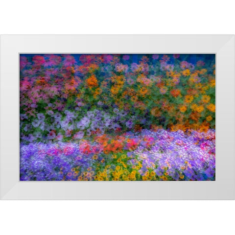 USA-Washington State-Pacific Northwest-Sammamish colorful flowers and blue picket fence White Modern Wood Framed Art Print by Gulin, Sylvia