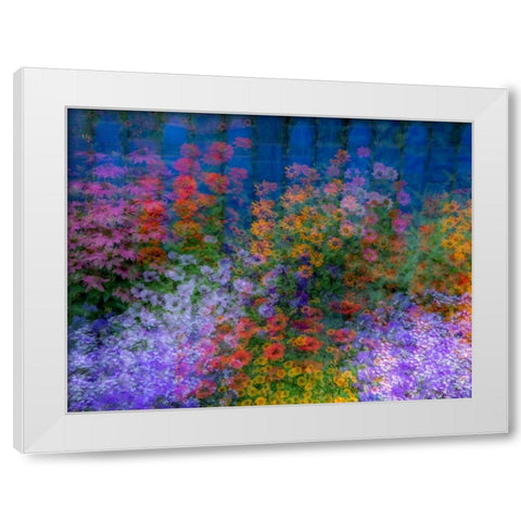 USA-Washington State-Pacific Northwest-Sammamish colorful flowers and blue picket fence White Modern Wood Framed Art Print by Gulin, Sylvia