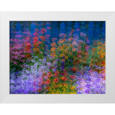 USA-Washington State-Pacific Northwest-Sammamish colorful flowers and blue picket fence White Modern Wood Framed Art Print by Gulin, Sylvia