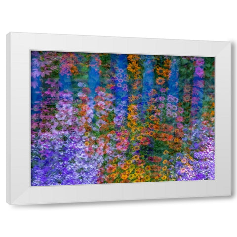 USA-Washington State-Pacific Northwest-Sammamish colorful flowers and blue picket fence White Modern Wood Framed Art Print by Gulin, Sylvia