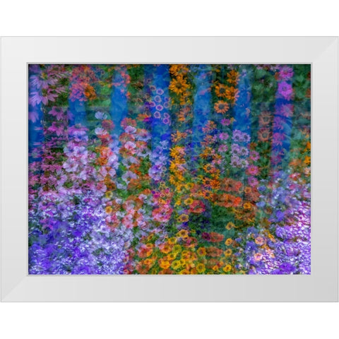 USA-Washington State-Pacific Northwest-Sammamish colorful flowers and blue picket fence White Modern Wood Framed Art Print by Gulin, Sylvia