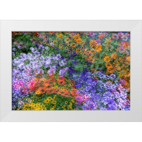 USA-Washington State-Pacific Northwest-Sammamish colorful flowers and blue picket fence White Modern Wood Framed Art Print by Gulin, Sylvia