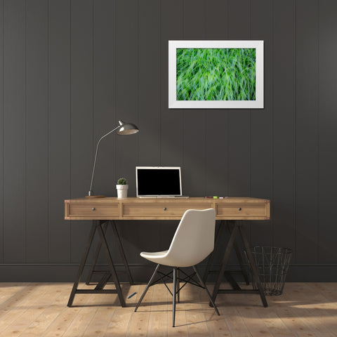 USA-Washington State-Pacific Northwest Sammamish with green grasses White Modern Wood Framed Art Print by Gulin, Sylvia