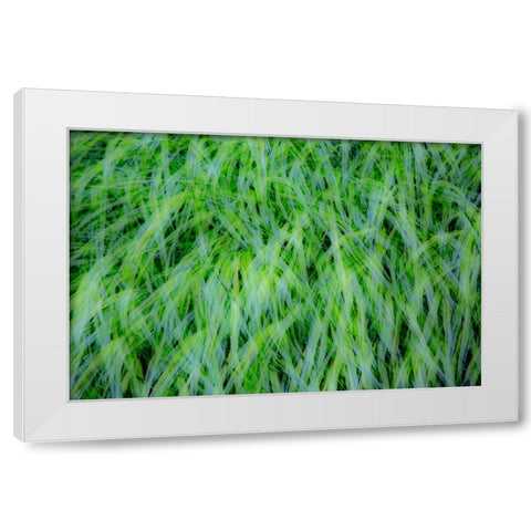 USA-Washington State-Pacific Northwest Sammamish with green grasses White Modern Wood Framed Art Print by Gulin, Sylvia