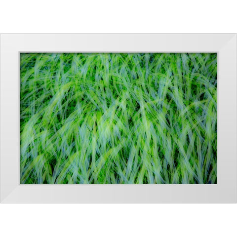 USA-Washington State-Pacific Northwest Sammamish with green grasses White Modern Wood Framed Art Print by Gulin, Sylvia