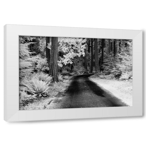 USA-Washington State-Skagit Valley-Country backroad through forest White Modern Wood Framed Art Print by Eggers, Terry
