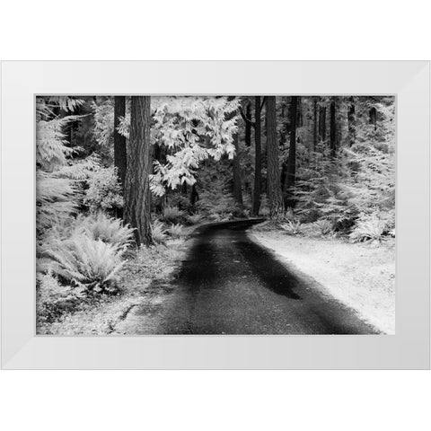 USA-Washington State-Skagit Valley-Country backroad through forest White Modern Wood Framed Art Print by Eggers, Terry