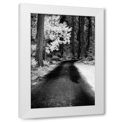 USA-Washington State-Skagit Valley-Country backroad through forest White Modern Wood Framed Art Print by Eggers, Terry