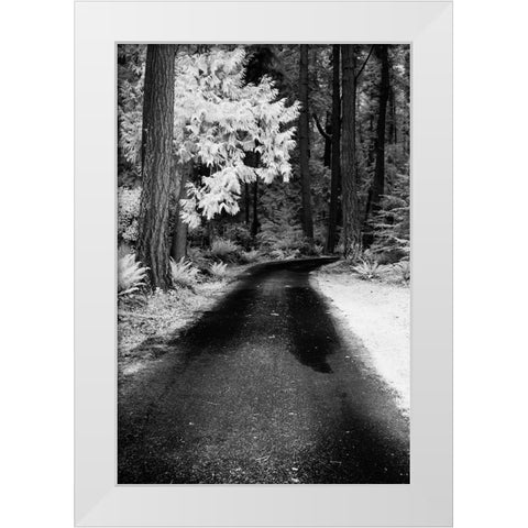 USA-Washington State-Skagit Valley-Country backroad through forest White Modern Wood Framed Art Print by Eggers, Terry