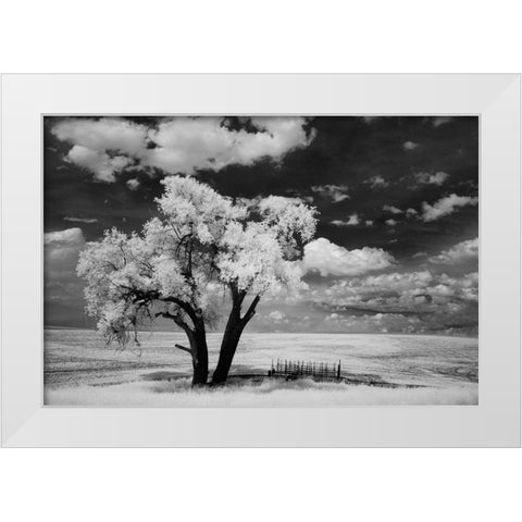 USA-Washington State-Lone tree in field in wheat White Modern Wood Framed Art Print by Eggers, Terry