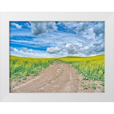 USA-Washington State-Palouse-Country Backroad through Spring canola fields White Modern Wood Framed Art Print by Eggers, Terry