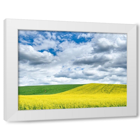 USA-Washington State-Palouse-Rolling hills of canola and wheat White Modern Wood Framed Art Print by Eggers, Terry