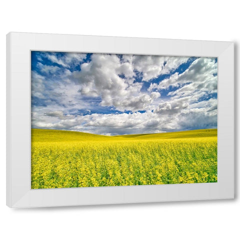 USA-Washington State-Palouse-Spring canola field with beautiful clouds White Modern Wood Framed Art Print by Eggers, Terry