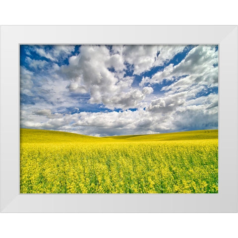 USA-Washington State-Palouse-Spring canola field with beautiful clouds White Modern Wood Framed Art Print by Eggers, Terry