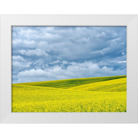 USA-Washington State-Palouse-Rolling hills of canola and wheat White Modern Wood Framed Art Print by Eggers, Terry