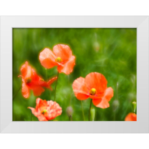 USA-Washington State-Spring Fire Poppies close up White Modern Wood Framed Art Print by Eggers, Terry