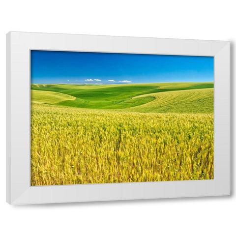 USA-Washington State-Palouse Region-Patterns in the fields of wheat White Modern Wood Framed Art Print by Eggers, Terry