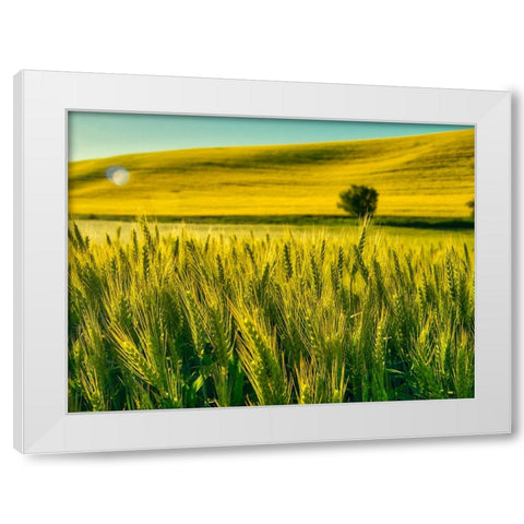 USA-Washington State-Winter wheat field close up White Modern Wood Framed Art Print by Eggers, Terry