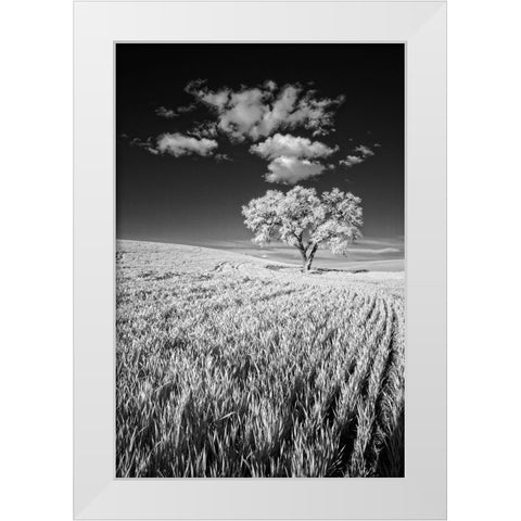 USA-Palouse Country-Washington State-Infrared Palouse fields and lone tree White Modern Wood Framed Art Print by Eggers, Terry