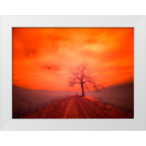 USA-Washington State-Palouse Infrared of lone tree along side country road White Modern Wood Framed Art Print by Eggers, Terry
