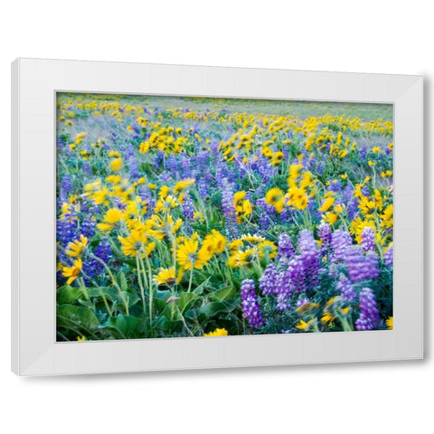 USA-Washington State Arrowleaf balsamroot and lupine White Modern Wood Framed Art Print by Eggers, Terry