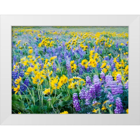 USA-Washington State Arrowleaf balsamroot and lupine White Modern Wood Framed Art Print by Eggers, Terry