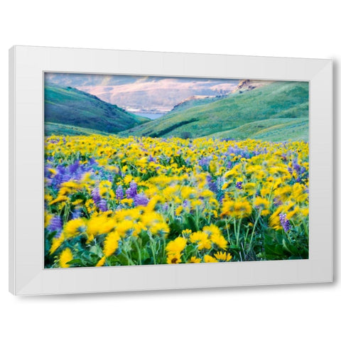 USA-Washington State Arrowleaf balsamroot and lupine White Modern Wood Framed Art Print by Eggers, Terry