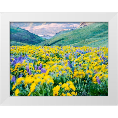 USA-Washington State Arrowleaf balsamroot and lupine White Modern Wood Framed Art Print by Eggers, Terry