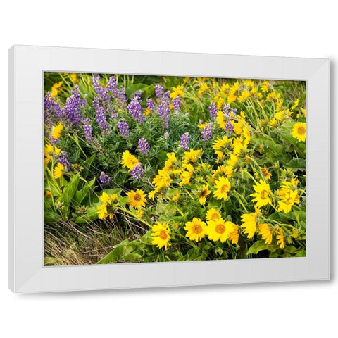 USA-Washington State Arrowleaf balsamroot and lupine White Modern Wood Framed Art Print by Eggers, Terry