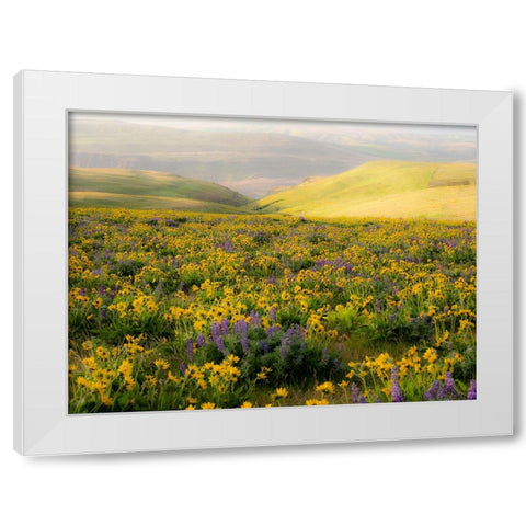 USA-Washington State Arrowleaf balsamroot and lupine White Modern Wood Framed Art Print by Eggers, Terry