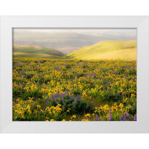 USA-Washington State Arrowleaf balsamroot and lupine White Modern Wood Framed Art Print by Eggers, Terry