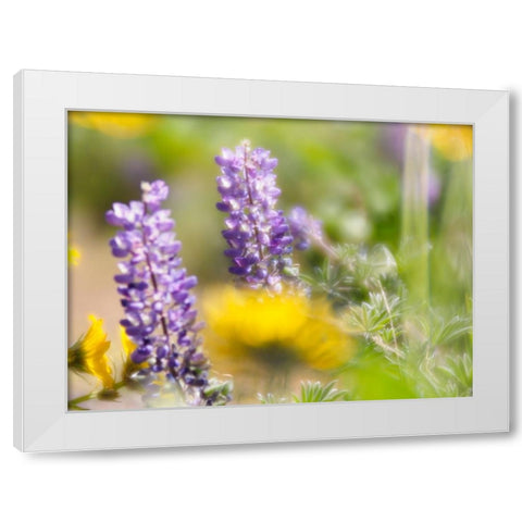 USA-Washington State Close-up of Arrowleaf Balsamroot and lupine White Modern Wood Framed Art Print by Eggers, Terry