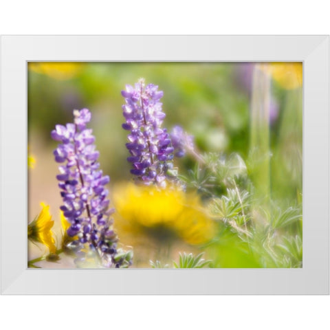 USA-Washington State Close-up of Arrowleaf Balsamroot and lupine White Modern Wood Framed Art Print by Eggers, Terry