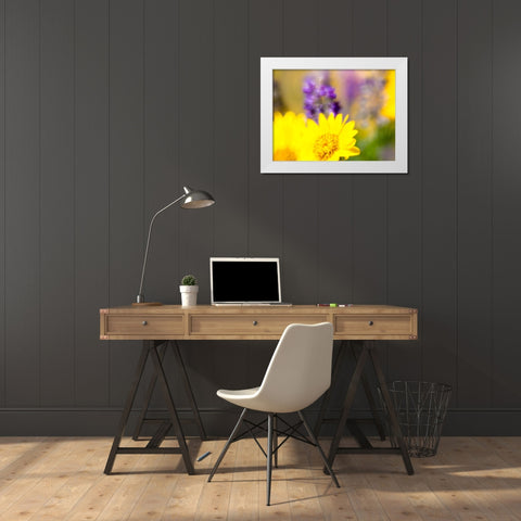 USA-Washington State Close-up of Arrowleaf Balsamroot and lupine White Modern Wood Framed Art Print by Eggers, Terry