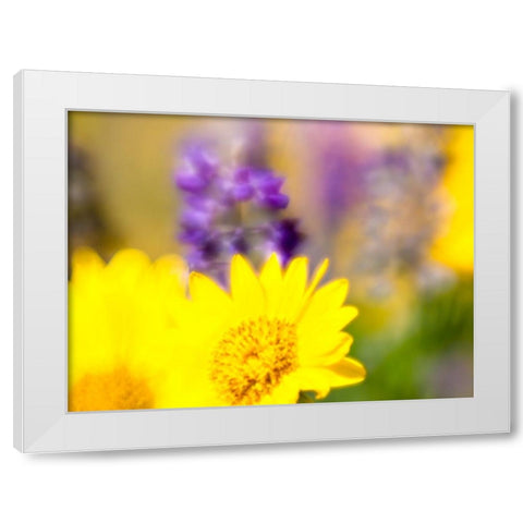 USA-Washington State Close-up of Arrowleaf Balsamroot and lupine White Modern Wood Framed Art Print by Eggers, Terry