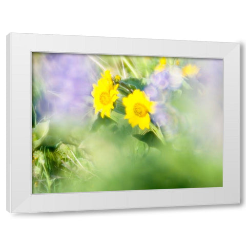 USA-Washington State Close-up of Arrowleaf Balsamroot and lupine White Modern Wood Framed Art Print by Eggers, Terry