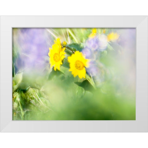 USA-Washington State Close-up of Arrowleaf Balsamroot and lupine White Modern Wood Framed Art Print by Eggers, Terry