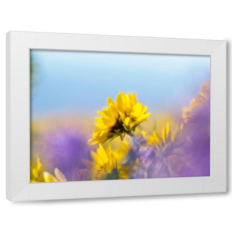 USA-Washington State Close-up of Arrowleaf Balsamroot and lupine White Modern Wood Framed Art Print by Eggers, Terry
