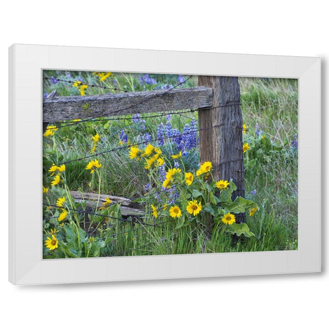 USA-Washington State Fence line with spring wildflowers White Modern Wood Framed Art Print by Eggers, Terry