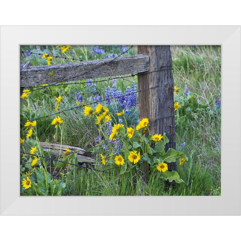 USA-Washington State Fence line with spring wildflowers White Modern Wood Framed Art Print by Eggers, Terry
