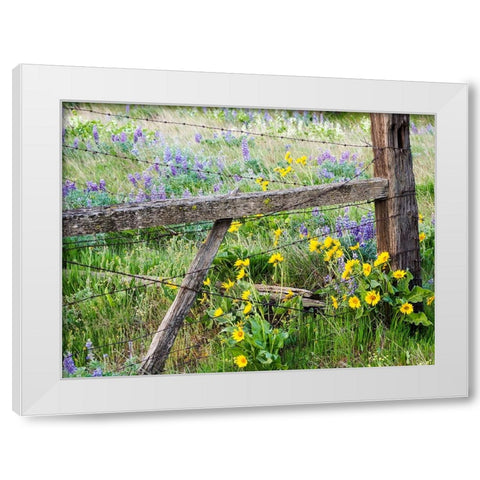 USA-Washington State Fence line with spring wildflowers White Modern Wood Framed Art Print by Eggers, Terry