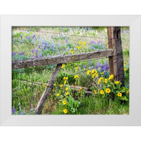 USA-Washington State Fence line with spring wildflowers White Modern Wood Framed Art Print by Eggers, Terry